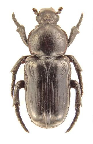 Arielina sp.